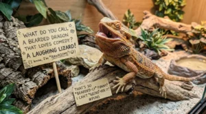 bearded dragon puns